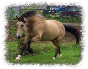 Bilder Vom Pferd Für Whatsapp 300x234 - Andalusier Pferd Kostenlos Downloaden