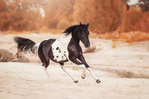 Bilder Vom Pferd Kostenlos Downloaden 300x200 - Araber Für Whatsapp