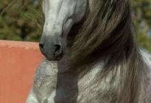 Bild von Bilder Von Allen Pferderassen bilder fürs handy
