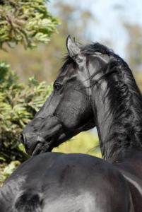 Bilder Von Allen Pferderassen Für Facebook 201x300 - Pferde Andalusier Bilder Für Whatsapp