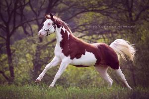 Bilder Von Einem Pferd 300x200 - Pferde Kaufen Emsland Für Facebook