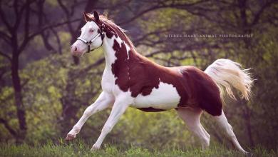 Bild von Bilder Von Einem Pferd