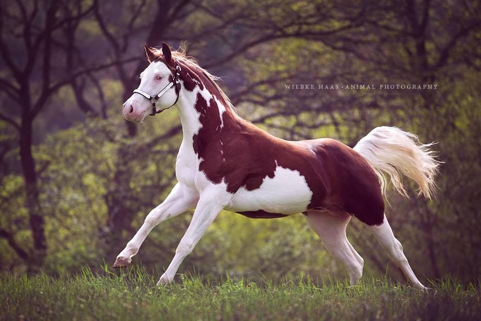 Bilder Von Einem Pferd