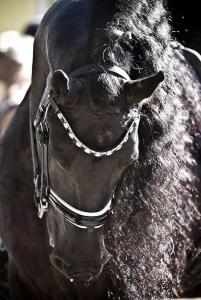 Bilder Von Pferden 201x300 - Diamanten Bild Für Whatsapp
