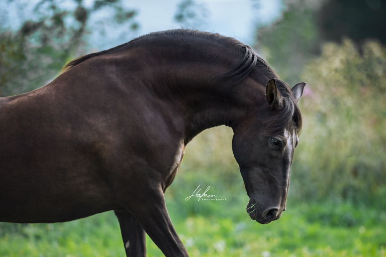 Bilder Von Pferden Und Ponys