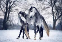 Bild von Bilder Von Pferden Und Ponys Für Facebook bilder fürs handy