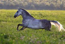 Bild von Bilder Von Pferden Und Ponys Für Whatsapp bilder fürs handy