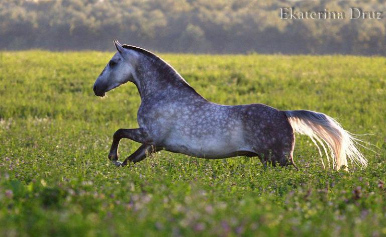 Bilder Von Pferden Und Ponys Für Whatsapp