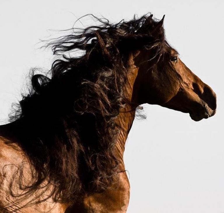 Bilder Von Pferden Zum Ausdrucken Für Facebook | Bilder und Sprüche für