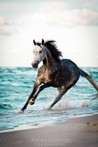 Bilder Von Pferden Zum Ausdrucken Kostenlos Herunterladen 200x300 - Haflinger Für Whatsapp