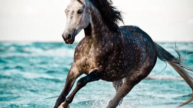Bild von Bilder Von Pferden Zum Ausdrucken Kostenlos Herunterladen