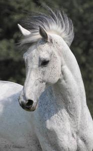 Bilder Von Schönen Pferden Kostenlos Herunterladen 185x300 - Pferde Hintergrundbilder Fürs Handy