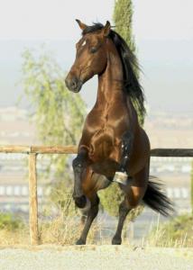 Bilder Werkzeug Für Whatsapp 214x300 - Andalusier Pferde Bilder Kostenlos Herunterladen