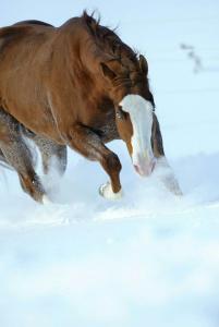 Bilder Zu Pferden Für Facebook 201x300 - Pferde Als Hintergrundbild