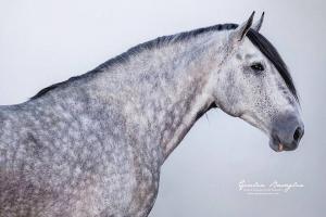 Bilder Zu Pferderassen Für Facebook 300x200 - Mustang Bilder Pferd Kostenlos Herunterladen