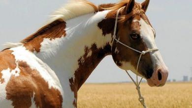 Bild von Bilder Zu Pferderassen Kostenlos Herunterladen