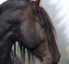 Bild von Bilder Über Pferde Kostenlos Herunterladen