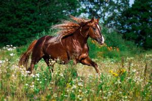 Bildschirmhintergrund Pferde 300x200 - Bilder Seestern Für Facebook