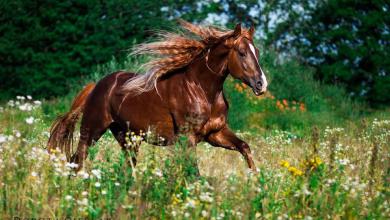 Bild von Bildschirmhintergrund Pferde