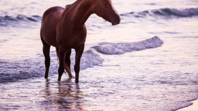 Bild von Bildschirmhintergrund Pferde Kostenlos Herunterladen