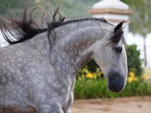Billige Pferde Für Facebook 300x224 - Pferd Kaufen Bw Kostenlos Herunterladen