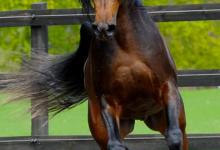 Bild von Blaues Pferd bilder fürs handy