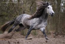 Bild von Blaues Pferd Kostenlos Downloaden bilder fürs handy