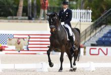 Bild von Blaues Pferd Kostenlos Herunterladen bilder fürs handy