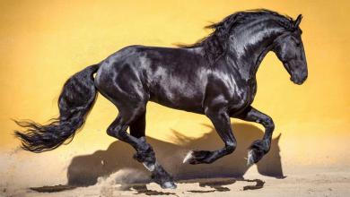 Bild von Bodyformer Pferd Kaufen