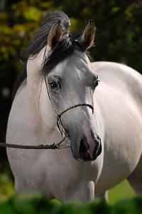 Bodyformer Pferd Kaufen Für Whatsapp 200x300 - Bilder Seestern Für Facebook