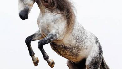 Bild von Bodyformer Pferd Kaufen Kostenlos Herunterladen