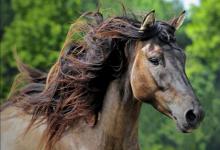 Bild von Brumby Pferd Kaufen bilder fürs handy