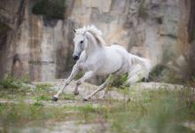Bild von Brumby Pferd Kaufen Für Facebook bilder fürs handy