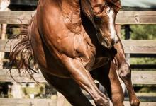 Bild von Brumby Pferd Kaufen Kostenlos Herunterladen bilder fürs handy