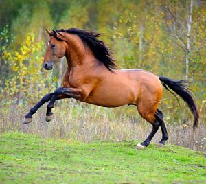 Bunte Pferde Kaufen Für Facebook 300x268 - Blaues Pferd Kostenlos Herunterladen