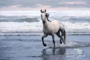 Bunte Pferde Kaufen Für Whatsapp 300x200 - Andalusier Pferde Bilder Kostenlos Herunterladen