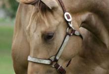Bild von Button Bilder Kostenlos Herunterladen bilder fürs handy