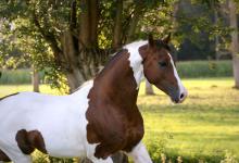 Bild von Camargue Pferde Bilder Für Facebook bilder fürs handy