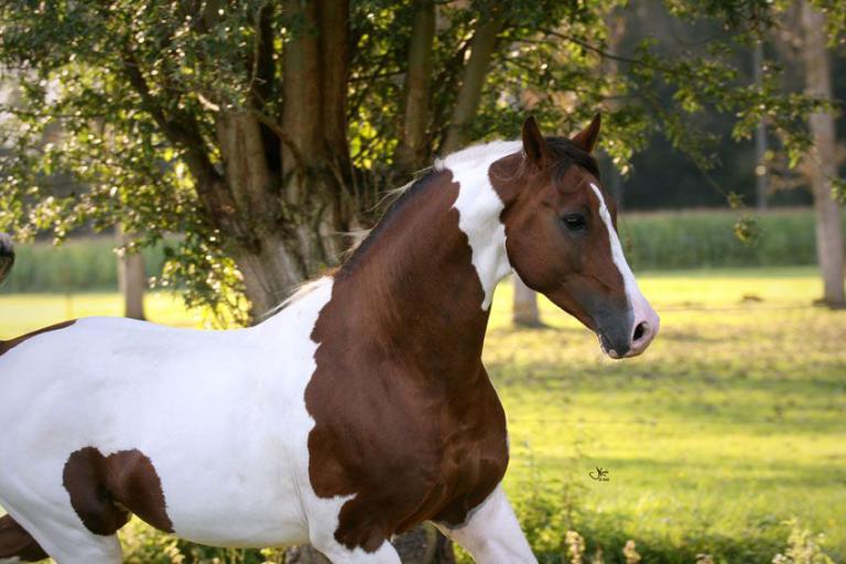 Camargue Pferde Bilder Für Facebook