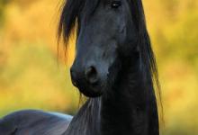 Bild von Camargue Pferde Bilder Für Whatsapp bilder fürs handy