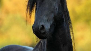 Bild von Camargue Pferde Bilder Für Whatsapp