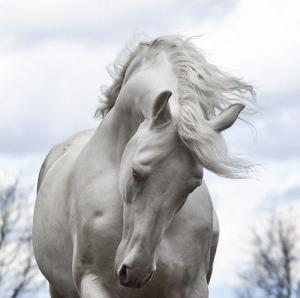 Clydesdale Pferde Kaufen 300x298 - Bilder Seestern Für Facebook