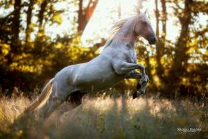 Clydesdale Pferde Kaufen Für Facebook 300x200 - Mail Bild Für Facebook