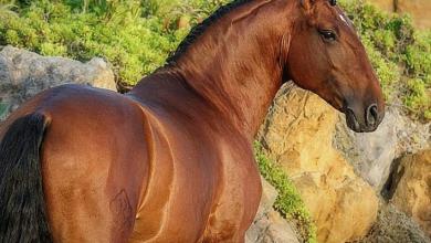 Bild von Clydesdale Pferde Kaufen Für Whatsapp