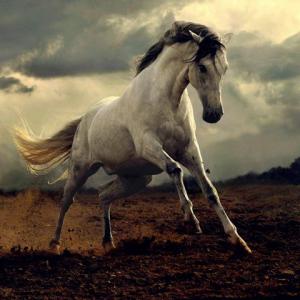 Clydesdale Pferde Kaufen Kostenlos Herunterladen 300x300 - Witzige Pferde Bilder Für Facebook