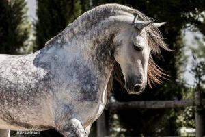 Coole Pferde Bilder 300x200 - Pferde Kaufen Bayern Für Facebook