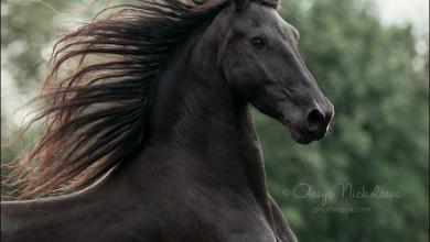 Bild von Coole Pferde Bilder Kostenlos Downloaden