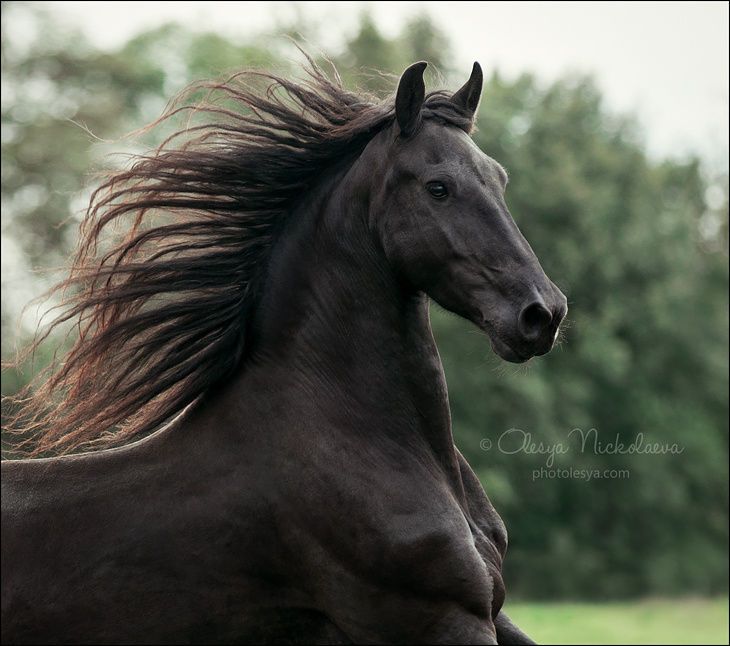 Coole Pferde Bilder Kostenlos Downloaden