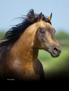 Coole Pferde Bilder Kostenlos Herunterladen 228x300 - Welt Der Pferde