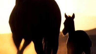Bild von Desktop Hintergrund Pferde Für Facebook